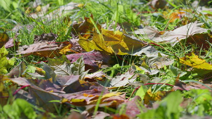 The Colorful Autumn Leaves scattered across the lush Grass create a vibrant scene and background