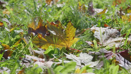 The beautiful sight of autumn leaves scattered across the lovely green grass under sunlight