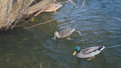 Ducks swimming gracefully in a tranquil pond create a beautiful and serene atmosphere