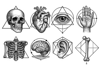 Detailed black and white anatomical diagrams with geometric elements