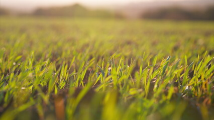 Lush green grass covered with morning dew sparkles brilliantly in early daybreak light