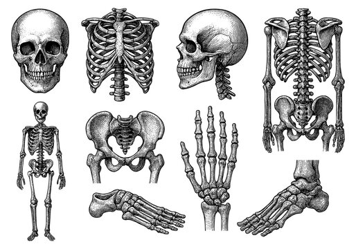 Vintage anatomical skeleton diagram with skull, rib cage, vertebrae, and human bones