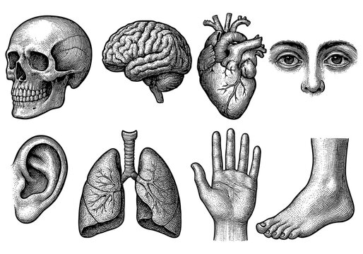 Anatomy diagram featuring hand drawn vintage human organs and body parts
