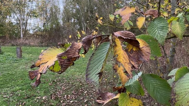 Large autumn leaves turning yellow and brown, swaying gently in the wind