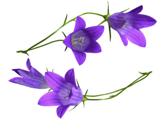 a realistic photograph of four vibrant purple bellflowers (campanula) with visible internal stamen details isolated on a dark transparent background.