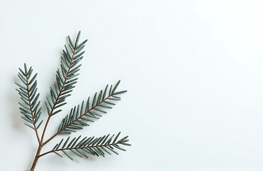Fototapeta premium sparse arrangement frosted fir branches forms delicate silhouette soft diffused white background subtle gradient