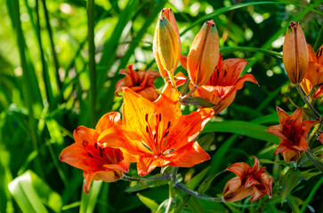 Fototapeta premium Bright orange lilies blooming in vibrant summer garden with natural sunlight. Lilies in full bloom, warm summer mood, lush garden setting, floral beauty concept, nature vitality and seasonal growth