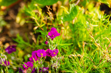 Bright purple Aubrieta or purple rock cress blooming in vibrant summer field with natural sunlight. Aubrieta in full bloom, warm summer mood, lush garden setting, floral beauty concept, nature 