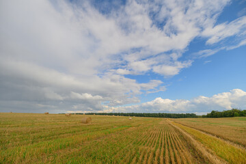 Obraz premium Expansive Agricultural Landscape Stretching Wide Under Bright Blue Sky with Fluffy Clouds Above