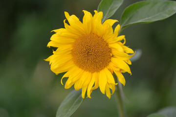 A Bright and Cheerful Sunflower Bloom Flourishing in a Beautiful Natural Setting Outdoors