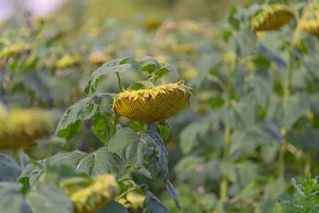 A Beautiful Field of Sunflowers in Full Bloom, Radiating Vibrant Colors and Life
