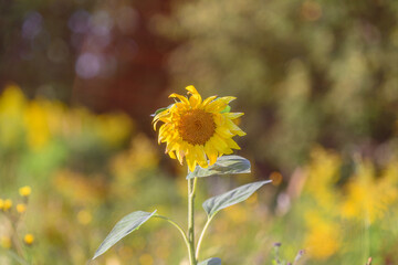 A Vibrant Sunflower Standing Tall Against a Beautiful Field of Colorful Blossoms