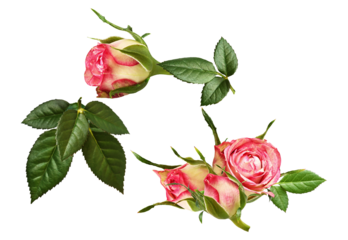 romantic arrangement of pink and white variegated rose buds and accompanying fresh green leaves, showcasing delicate floral growth, isolated photograph.
