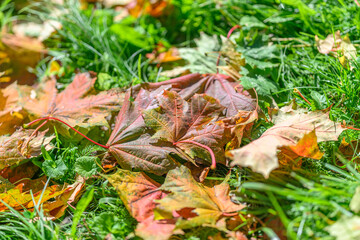 Vibrant and Colorful Autumn Leaves Littering the Grass in a Serene Park Environment
