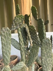 Prickly pear cactus pads are growing indoors under bright lighting conditions now