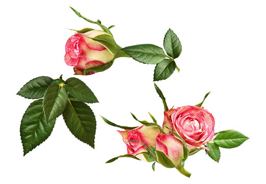 romantic arrangement of pink and white variegated rose buds and accompanying fresh green leaves, showcasing delicate floral growth, isolated photograph.