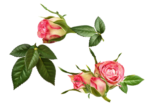 romantic arrangement of pink and white variegated rose buds and accompanying fresh green leaves, showcasing delicate floral growth, isolated photograph.