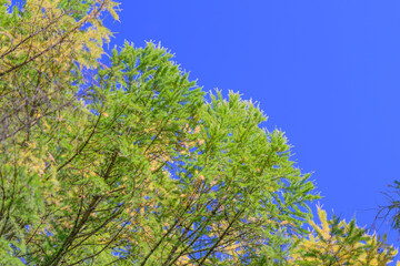 Fototapeta premium The Vibrant Green Needle Stands Out Beautifully Against a Clear and Azure Blue Sky