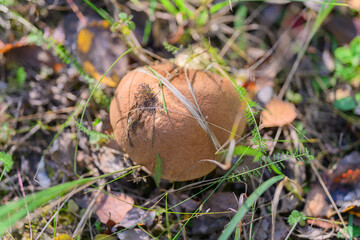 A Unique Mushroom Growth Surrounded by Beautiful Nature and Diverse Ecosystems in Harmony