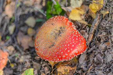A Vibrant Red Mushroom Found in the Lush Green Forest During the Beautiful Autumn Season