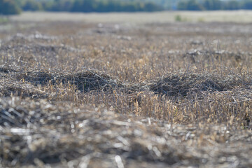 Obraz premium Golden Field with Sunlit Stubbles After the Recent Harvest Season is Truly Beautiful