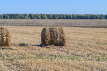 Obraz premium Golden Fields adorned with Hay Bales stretching beneath a Clear Blue Sky, stunning beauty