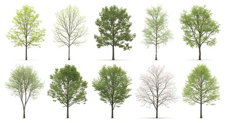 Diverse deciduous tree collection, isolated on white background.