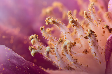 extreme macro petals and pollen forming an intricate organic border with a soft blurred center for text