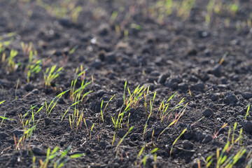 Fresh Green Sprouts Are Growing Beautifully in Dark, Rich Soil Full of Nutrients