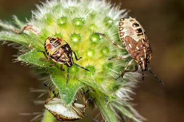 shield bugs. bug family. blurred background. wildlife. colorful detailed macro photo of an insect. close-up. text space. screensaver. bokeh