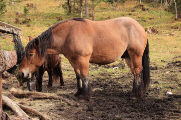 Fototapeta premium Schöner Herbsttag in den Wäldern von Mittenwald in den Bayerischen Alpen 
