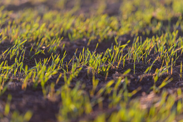 Fresh, green grass sprouts vibrantly in a beautiful sunlit field, showcasing natures beauty