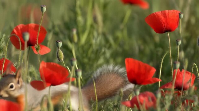 Zwischen Mohn