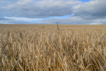 A Beautiful and Vibrant Golden Wheat Field Flourishing Under a Dramatic Sky Above