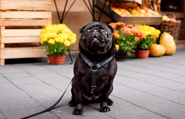 A black pug dog sits on the street against the background of a fruit and flower shop. The dog has a harness. He looks up. Training. The photo is horizontal and blurred