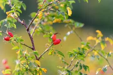 Vibrant and colorful rose hips accompanied by lush green foliage during the autumn season