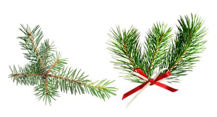 fresh evergreen pine tree branches, featuring frosty needles and one bunch decorated with a festive red and white striped bow, isolated on black.