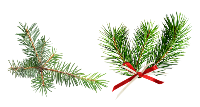 fresh evergreen pine tree branches, featuring frosty needles and one bunch decorated with a festive red and white striped bow, isolated on black. - Powered by Adobe