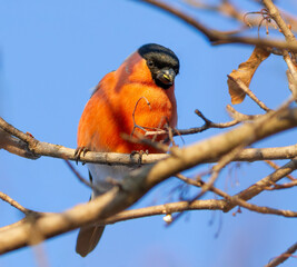 Eurasian bullfinch, Pyrrhula pyrrhula. A male bird sits on a branch eating maple seeds