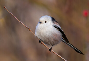 Long-tailed tit, Aegithalos caudatus. A very beautiful bird sitting on a branch, blurred background
