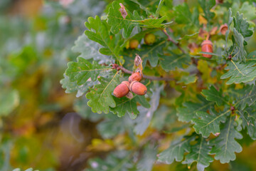A detailed closeup view of Oak Leaves and Acorns adorned with glistening Dew Drops © beholdereye