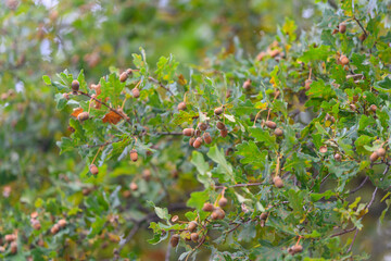 Acorns and Oak Leaves are Beautifully Displayed in Vibrant Autumn Foliage found in Nature