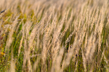 Golden Grasses Shimmering in the Sunlight A Perfect Display of Natures Serenity and Beauty