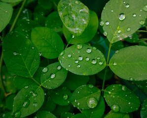 water drops on a green leaf