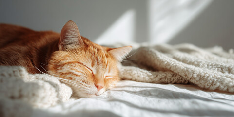 Peaceful orange cat sleeping on a soft white blanket in warm sunlight