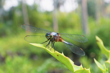 Dragonfly Perched on Fresh Green Leaf – Indonesia 2025