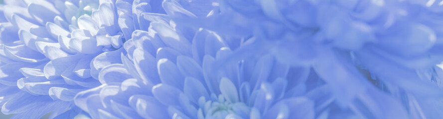 Abstract floral background a soft, unfocused texture with gentle organic forms for versatile design