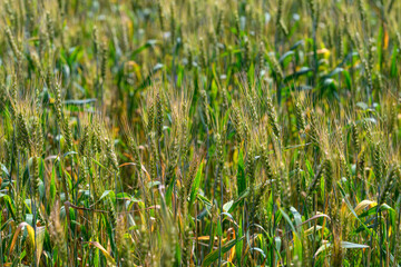 Obraz premium A Lush Green Field Abundant with Millet Grains Bathed in Beautiful Natural Light