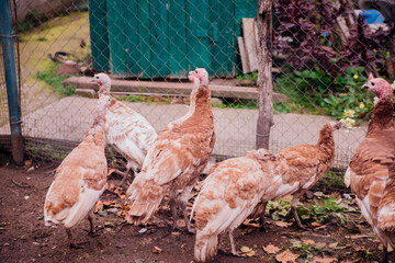 A few turkeys are walking around the yard. Rural area. Variegated, multicolored feathers.Turkeys in the barn go and eat.