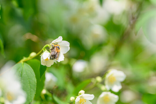 A bee is diligently pollinating white flowers while surrounded by a lush green environment